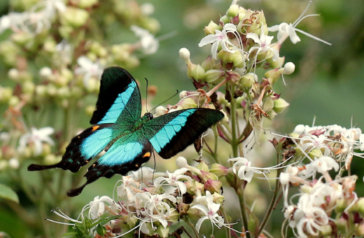 Butterfly park belvai